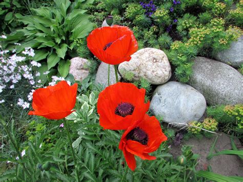 Клумба с маками (66 фото) - фото - картинки и рисунки: скачать бесплатно