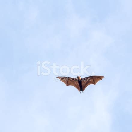 Giant Fruit Bat Flying Stock Photo | Royalty-Free | FreeImages