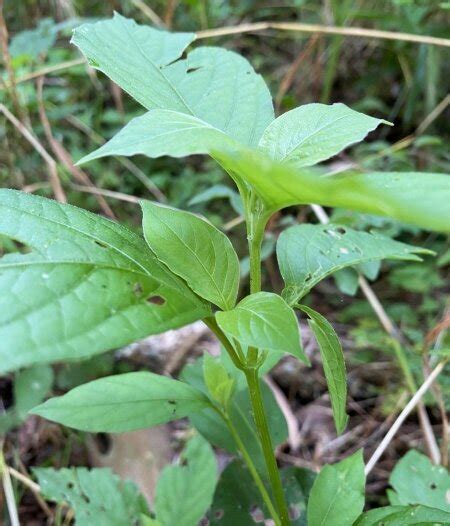 Know Your Invasive Plants: Japanese Chaff Flower — Woods & Waters Land ...