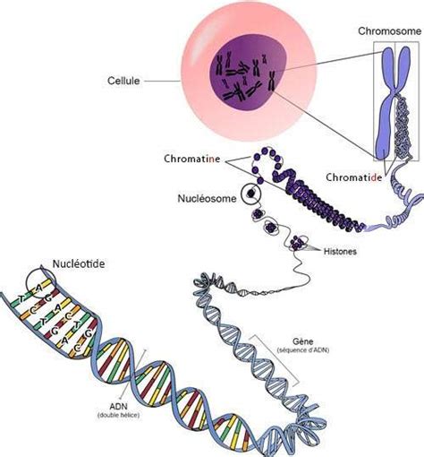 BIO WEB 2 0 ADN STRUCTURE ET PROPRIETES