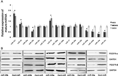 Figure 1 From Microrna 34a Inhibits The Growth Invasion And Metastasis Of Gastric Cancer By