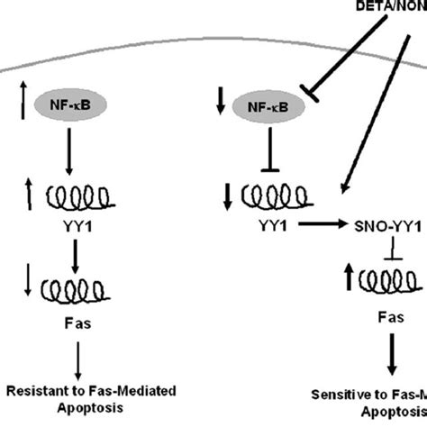 Schematic Diagram Illustrating The Role Of Yy1 S Nitrosation In The