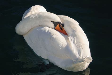 Cygne Oiseau Observation Des Photo Gratuite Sur Pixabay Pixabay