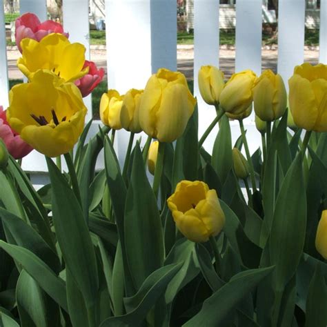 Yellow Tulips 25 Bulbs Tulip Town Bulb Company