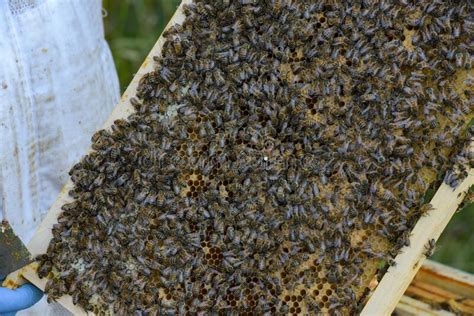 View Of The Frame Of A Beehive Stock Photo Image Of Exploitation