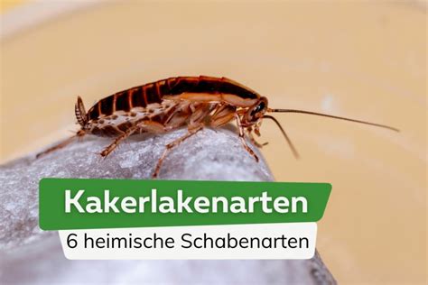 Kakerlakenarten Heimische Schabenarten