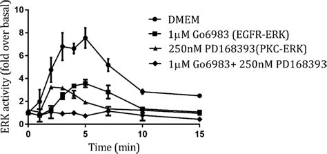 AngII Induced ERK Activation HEK293 Cells Expressing The AT 1 Receptor