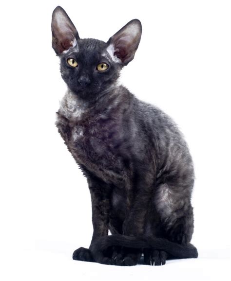 Cornish Rex Cats