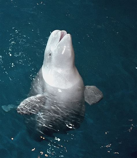 Chicago Shedd Aquarium Beluga Whale Says Hello Flickr