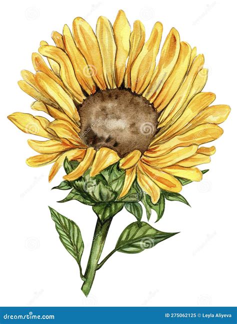 flor da agua  girassol ilustracao desenhada  mao isolada em branco
