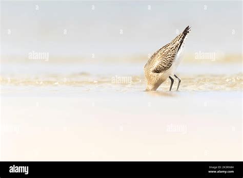 A Bar Tailed Godwit Limosa Lapponica Foraging During Fall Migration