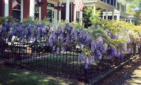 Up To 62% Off on Wisteria (1, 2, or 3 Plants) | Groupon Goods