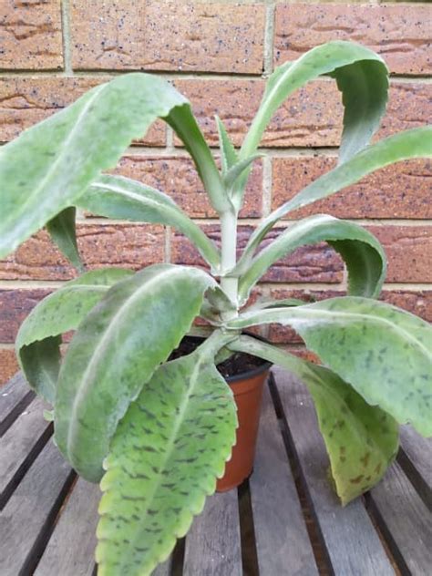 Kalanchoe Beharensis Plant For Sale Plants Gumtree Australia