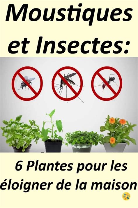 Cest Une Plante R Put Par Son Efficacit De Repousser Les Insectes