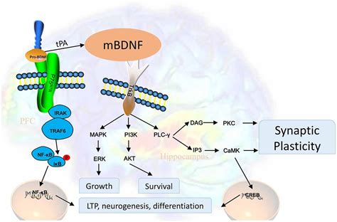 Frontiers The Role Of BDNF On Neural Plasticity In Depression