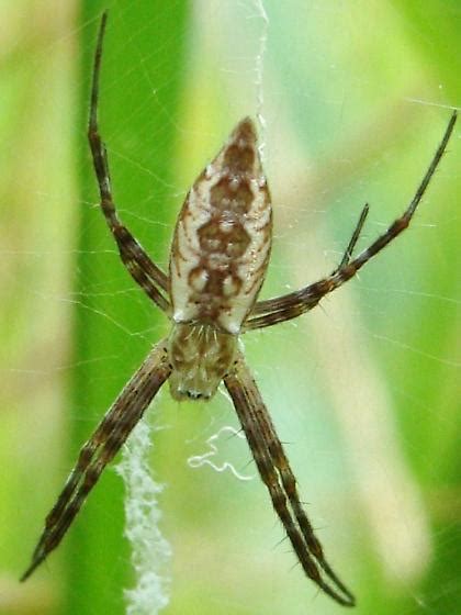 Juvenile Argiope Aurantia Argiope Aurantia BugGuide Net