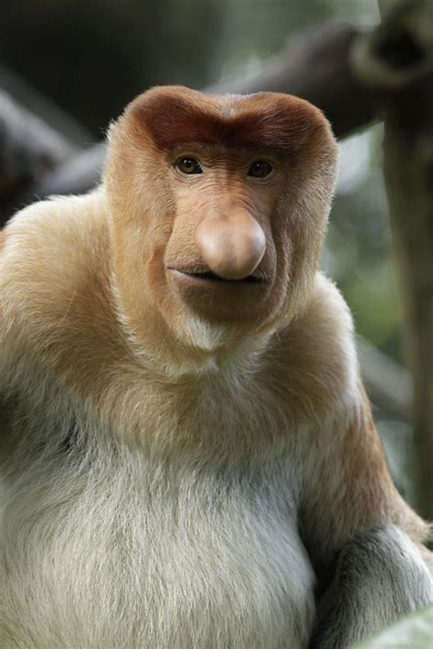 The Proboscis Monkey of Borneo is also known as "Dutchman" in Indonesia ...