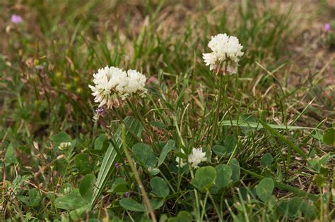 Trifolium repens L Préservons la Nature