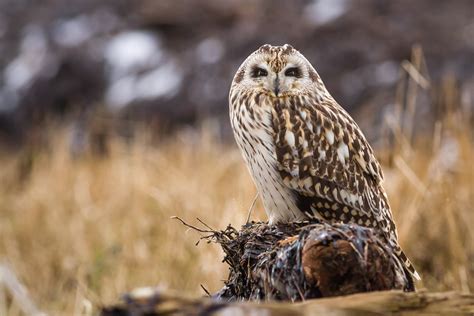 Short Eared Owl Audubon Field Guide