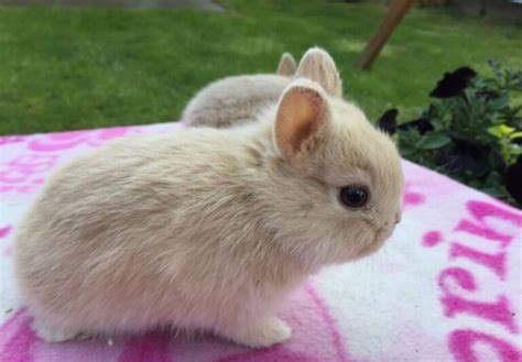 Netherland Dwarf Rabbit: Breed Information and Top Facts