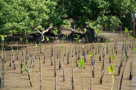 Young plant Mangrove Tree of Mangrove Forest, Mangrove planting ...