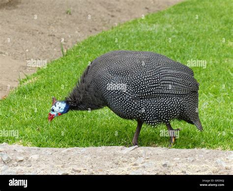 Guinea Fowl Numididae Stock Photo Alamy