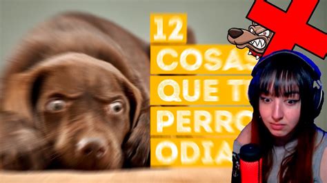 Panchaalel Reacciona A GENIAL 12 Cosas Que Tu Perro Odia De Ti YouTube