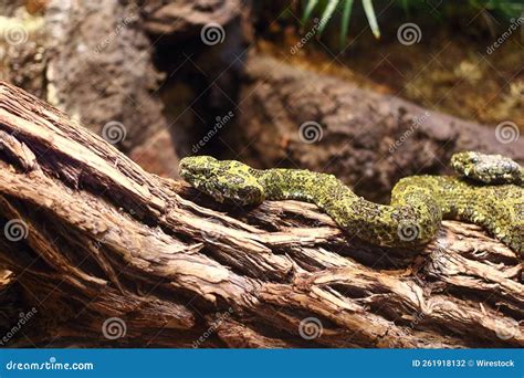 Closeup of a Beautiful Green Snake on a Wooden Surface in a Forest ...