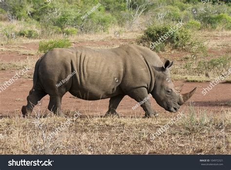 White Rhino With Horn Stock Photo 104972321 : Shutterstock