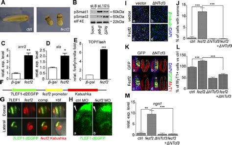 fezf2 promotes Wnt β catenin signalling and induces neuronal