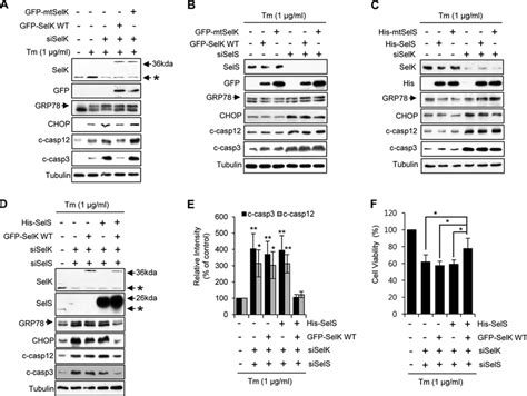 Physiological Effects Of Selk And Sels On Er Stress A N A Cells Were