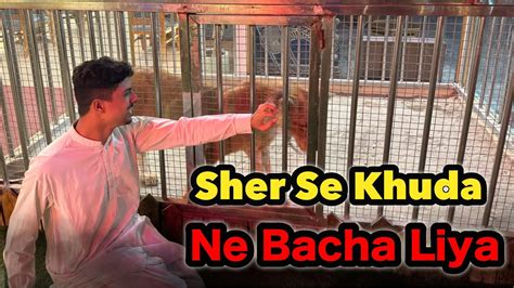 Sher Se Khuda Ne Bacha Liya YouTube