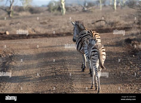 Plains Zebra Mare Foal Standing Hi Res Stock Photography And Images Alamy