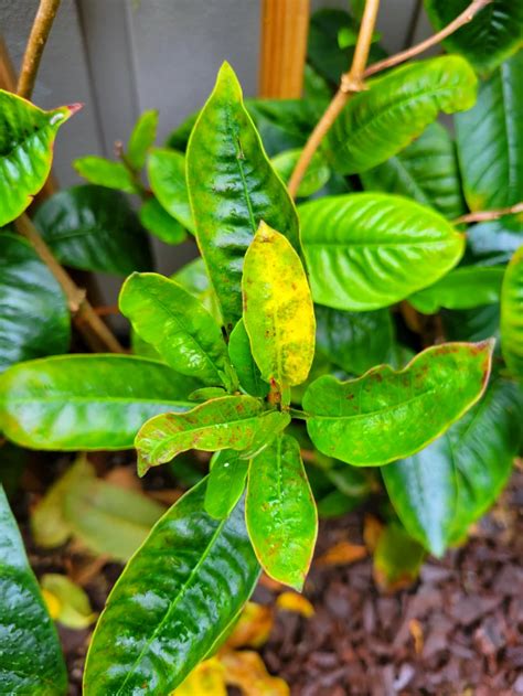 Que Faire Si Mon Dipladenia Perd Ses Feuilles Qui Jaunissent En Automne