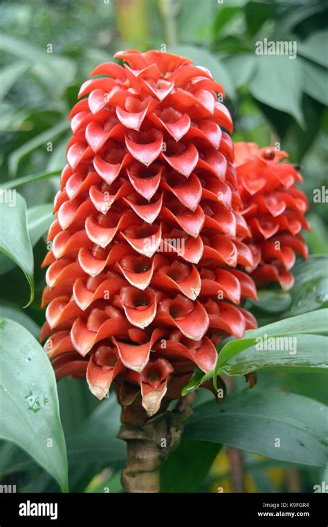 Tapeinochilos Ananassae Pineapple Ginger Plant Grown At The Eden Project Cornwall England