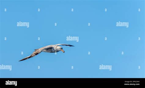 Close Up Of A Giant Petrel Macronectes Giganteus In Flight Over The