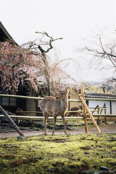 Nara Cherry Blossoms - 9 Best Spots • Just One Cookbook