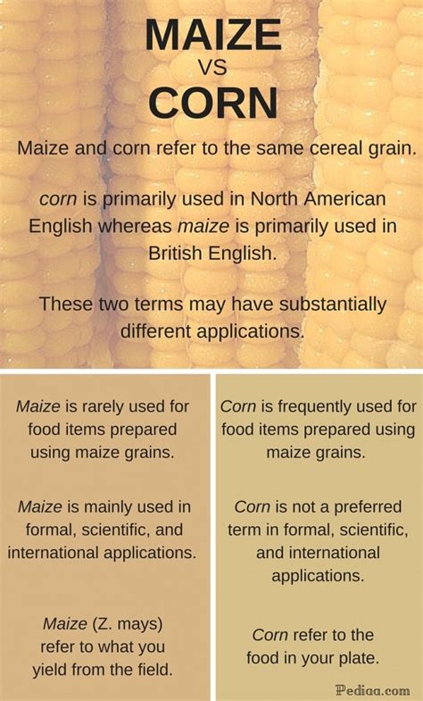 Difference Between Maize and Corn