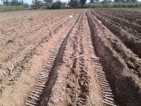 Sugarcane Farming Using Trench Technology Enewspolar Enewspolar