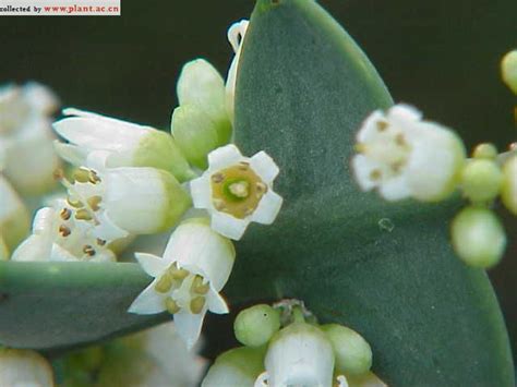 Colletia Cruciata