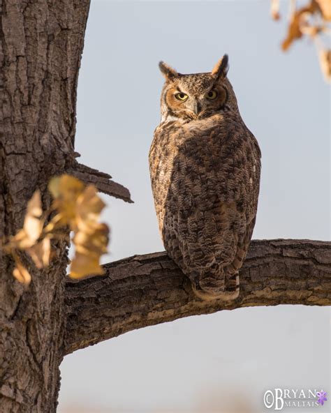 Great Horned Owl - Wildernessshots Photography