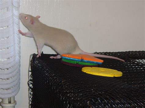 How to Train Pet Rats