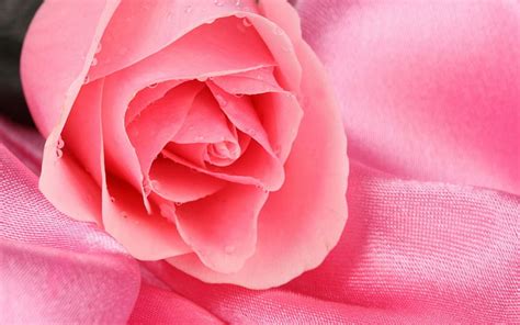 Brillant Rose Rose Flowers Beauty Nature Pastel Pink Softness