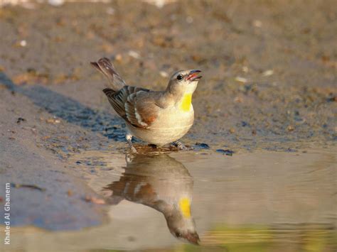 Yellow-throated Sparrow | KuwaitBirds.org