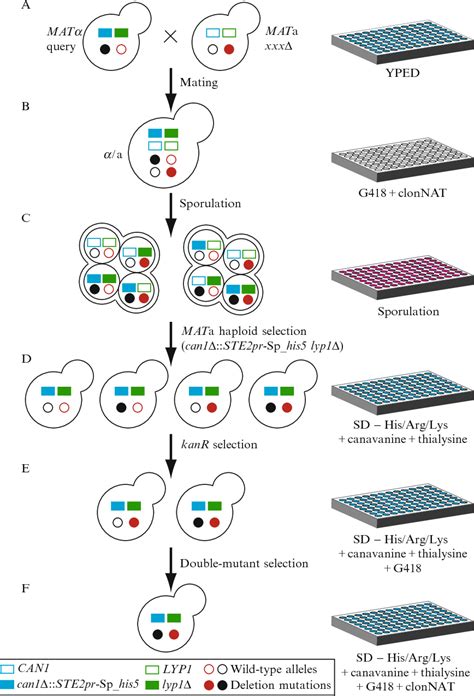 Figure From Synthetic Genetic Array Sga Analysis In Saccharomyces