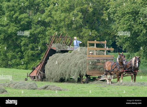 Amish men harvesting Hay with horse drawn wagon. Kenton, Ohio Stock Photo: 25658734 - Alamy