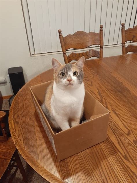 Hey Guys Look At My Cat Tell Her She S A Good Girl R Catsinboxes