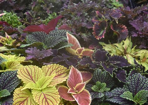 Plant Sun Coleus For Vibrant Summer Color Mississippi State