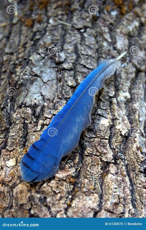 Stellar Jay Feather stock image. Image of tree, soft, bird - 6120075