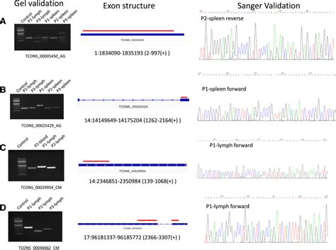 Validation Of Novel Transcripts We Validated Novel Transcripts For